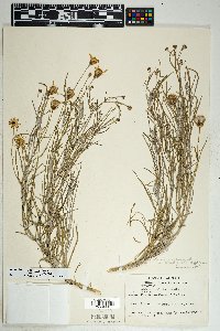 Senecio flaccidus image