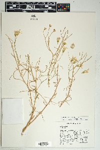 Senecio flaccidus var. flaccidus image