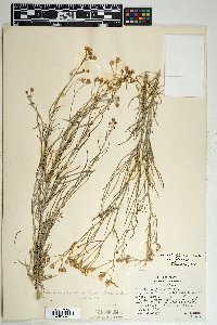 Senecio flaccidus var. flaccidus image