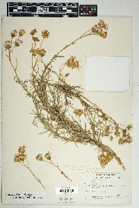 Senecio flaccidus var. flaccidus image