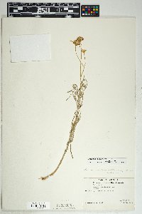 Senecio flaccidus image