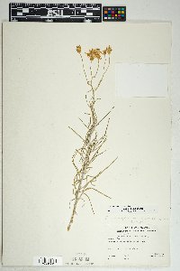 Senecio flaccidus var. flaccidus image