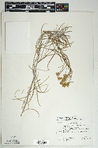 Senecio flaccidus var. flaccidus image