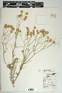 Senecio flaccidus var. flaccidus image