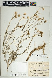 Senecio flaccidus var. flaccidus image