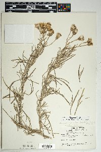 Senecio flaccidus image