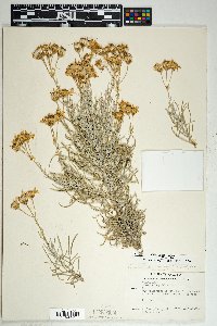 Senecio flaccidus var. flaccidus image