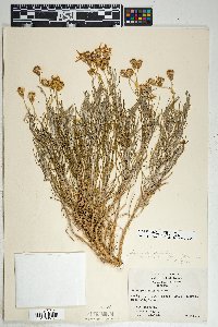 Senecio flaccidus var. flaccidus image