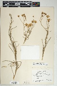 Senecio flaccidus var. flaccidus image