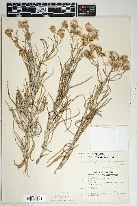 Senecio flaccidus var. flaccidus image