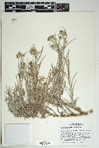 Senecio flaccidus image