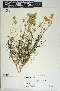 Senecio flaccidus image