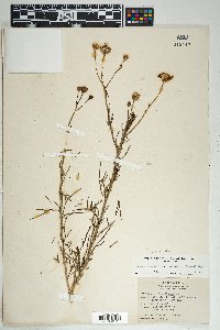 Senecio flaccidus image