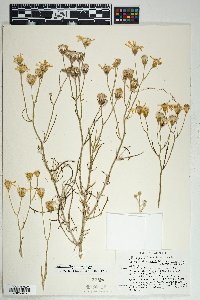 Senecio flaccidus image