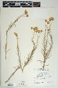 Senecio flaccidus image