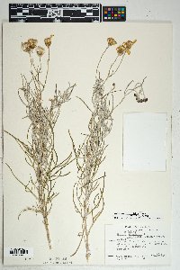 Senecio flaccidus image