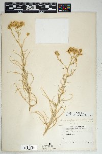 Senecio flaccidus image