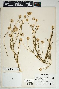 Senecio flaccidus var. flaccidus image