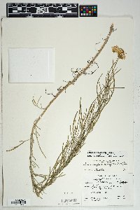 Senecio flaccidus var. flaccidus image