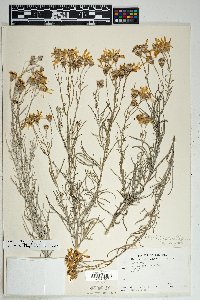 Senecio flaccidus image