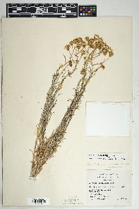 Senecio flaccidus image