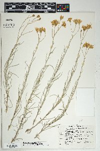 Senecio flaccidus image