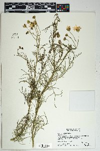 Senecio flaccidus image