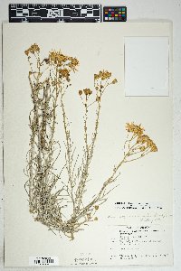 Senecio flaccidus var. flaccidus image