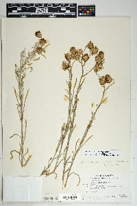 Senecio flaccidus var. flaccidus image