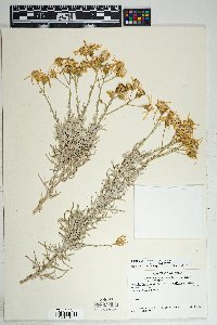 Senecio flaccidus var. flaccidus image