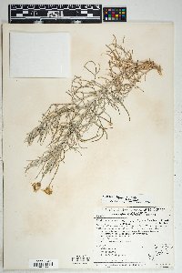 Senecio flaccidus var. flaccidus image