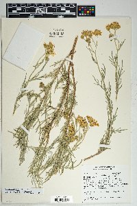 Senecio flaccidus image