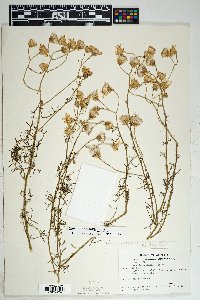 Senecio flaccidus var. flaccidus image