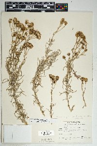 Senecio flaccidus image