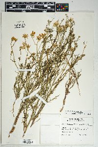 Senecio flaccidus var. flaccidus image