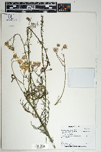 Brickellia californica image