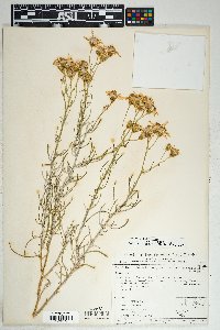 Senecio flaccidus var. flaccidus image