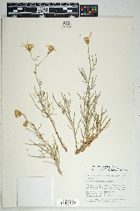 Senecio flaccidus var. flaccidus image