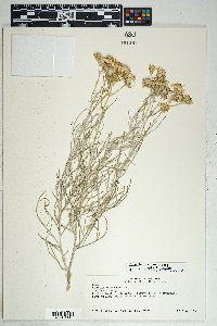 Senecio flaccidus var. flaccidus image