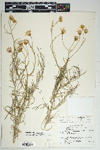 Senecio flaccidus var. flaccidus image