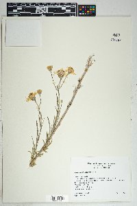 Senecio flaccidus var. flaccidus image