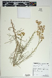 Senecio flaccidus var. flaccidus image