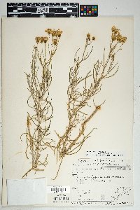 Senecio flaccidus var. flaccidus image