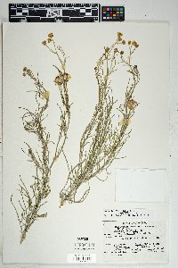 Senecio flaccidus image