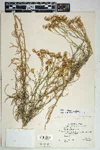 Senecio flaccidus var. flaccidus image