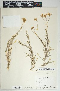 Senecio flaccidus image