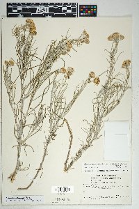 Senecio flaccidus var. flaccidus image