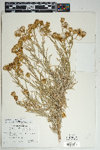 Senecio flaccidus var. flaccidus image