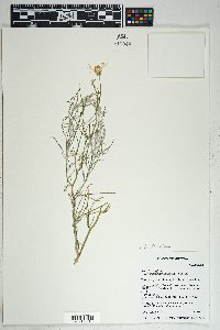 Senecio flaccidus image