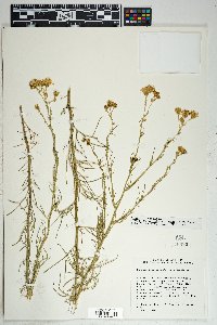 Senecio flaccidus var. monoensis image